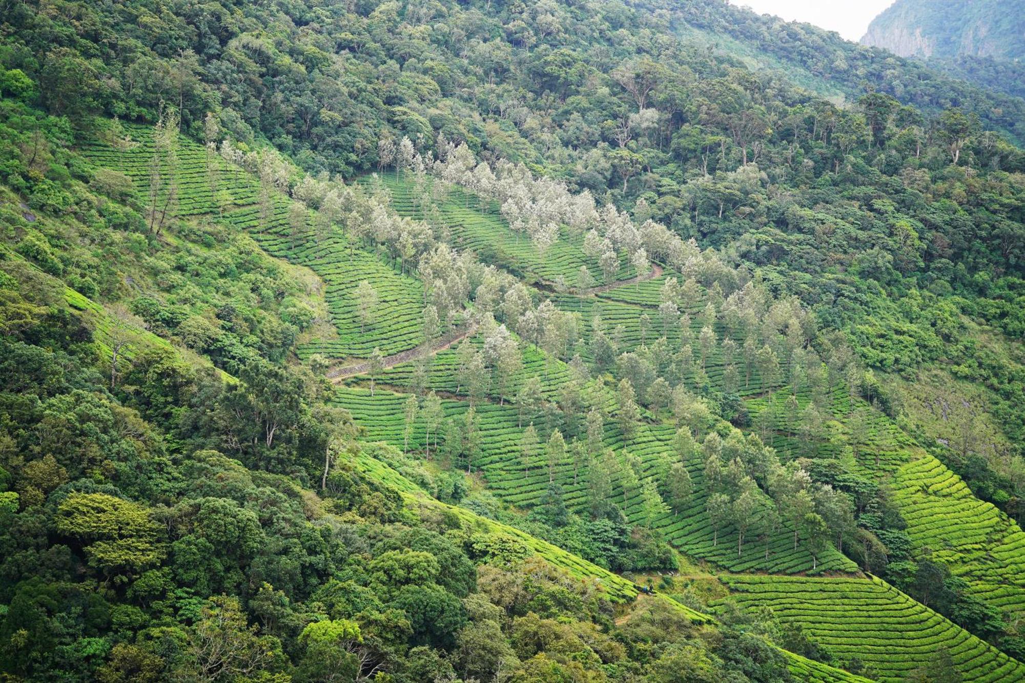 فندق The Teatree Munnar Suryanelli المظهر الخارجي الصورة